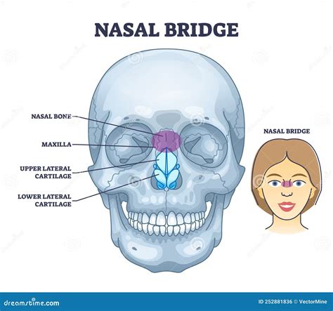 Nasal Bridge And Nose Bone Anatomy With Face Cartilage Outline Diagram ...