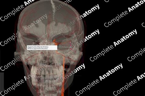 Zygomaticofacial Artery (Right) | Complete Anatomy