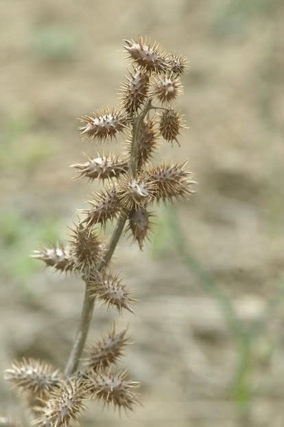 The Sticky, Prickly Cocklebur Plant