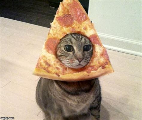 pizza cat - Imgflip