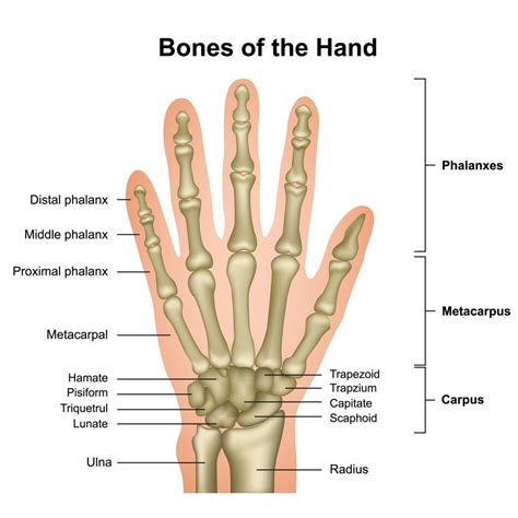 Hand And Wrist Bones Human Anatomy Sketch Vector Image | The Best Porn ...