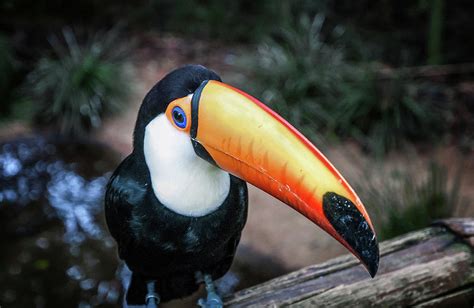 Brazilian toucan Photograph by Dmitrii Petrenko - Fine Art America