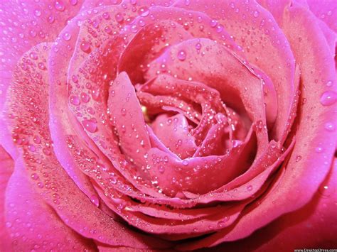 Desktop Wallpapers » Flowers Backgrounds » Wet N Pink Rose » www ...