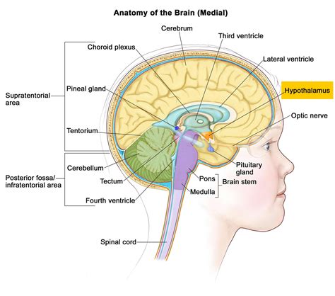 Hypothalamus - Functions, Hypothalamus Hormones and Disorders