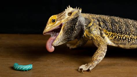 Bearded Dragon Diet And Nutrition | Pet Care Advisors