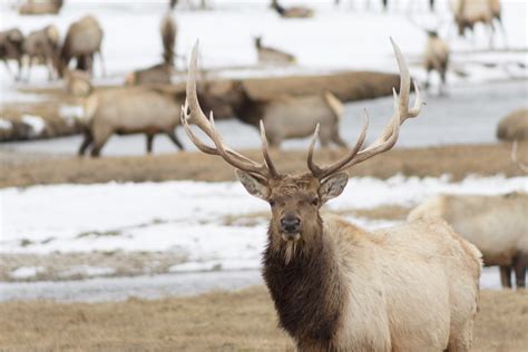 National Elk Refuge Tours - Book Now | Expedia