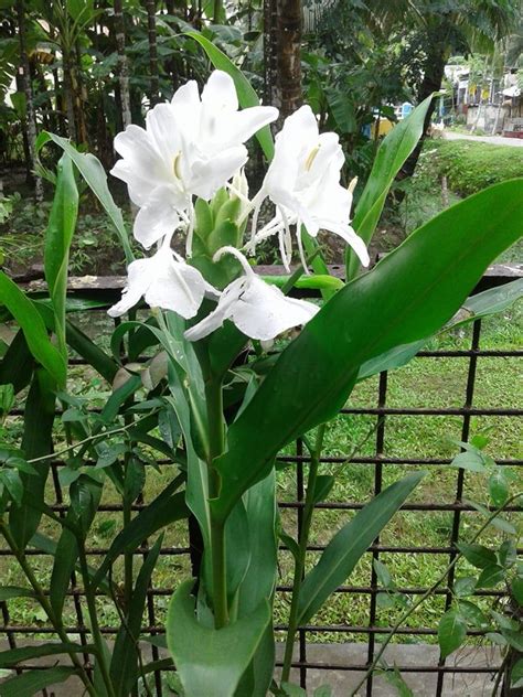 White Ginger Lily Scientific Name: Hedychium coronarium Family ...