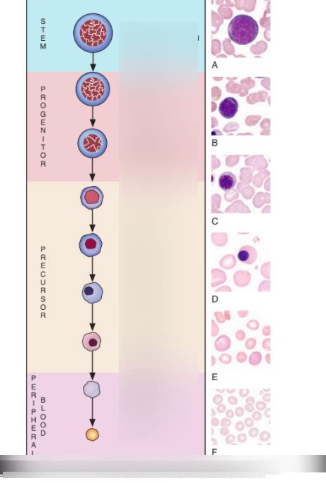 Erythropoiesis Diagram | Quizlet