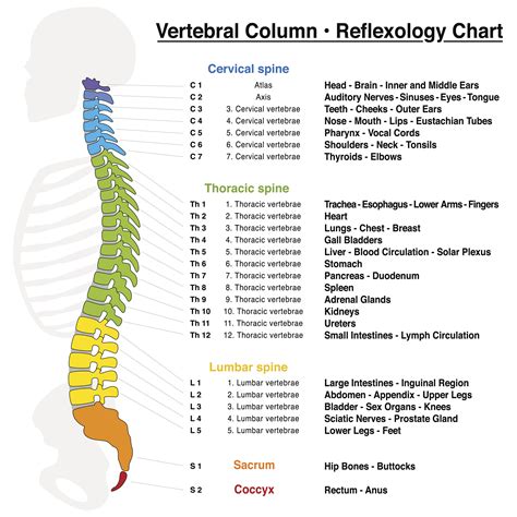 10 Facts About Spinal Cord Injury | Shield HealthCare