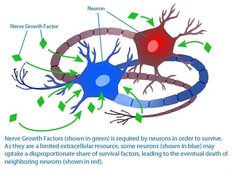 9 Nerve Growth Factor (NGF) Effects + What May Increase It - SelfHacked