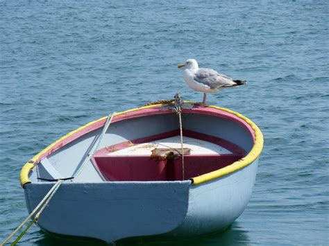 Free Images : sea, water, nature, outdoor, bird, wood, boat, rowboat ...