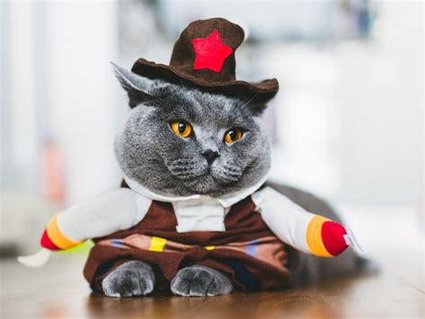 15 Purrfect Halloween Costumes for Your Cat