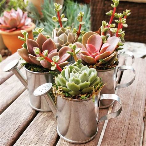 Grow Succulents In 2023