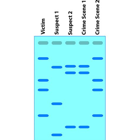 DNA Fingerprinting