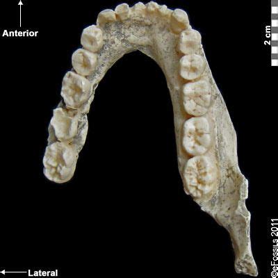 Pin on Early Hominins (Our Ancestors)