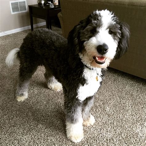 Aussiedoodle clips | Puppy grooming, Aussiedoodle, Bernedoodle puppy