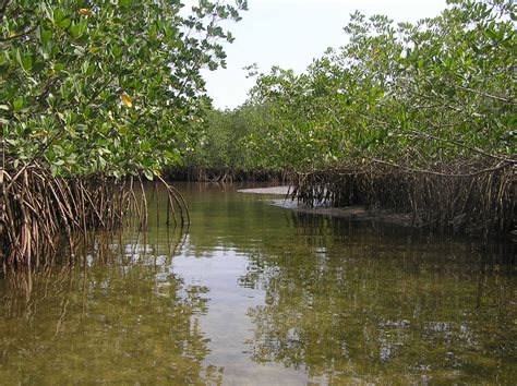 Experts develop Africa's highest quality mangrove maps yet - Wetlands ...