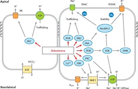 Figure 1 from Mechanisms underlying rapid aldosterone effects in the ...