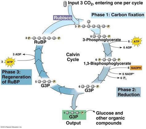 The Calvin cycle | Biology college, Interactive science notebook ...