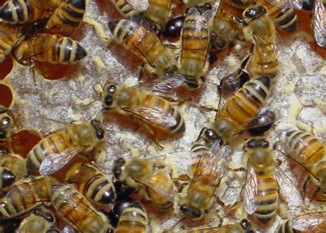 Managing Small Hive Beetles – Bee Health