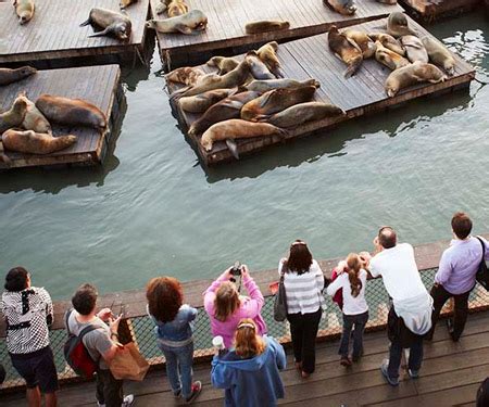 Pier 39 Sea Lions Cam - Live Beaches