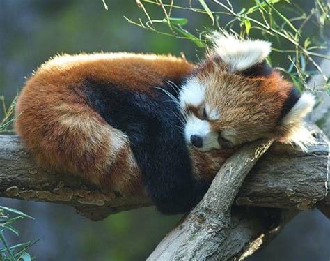 Sleeping Red Pandas