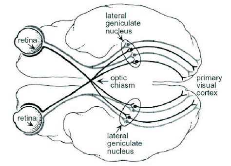 Visual pathways from the retina through the lateral geniculate nucleus ...