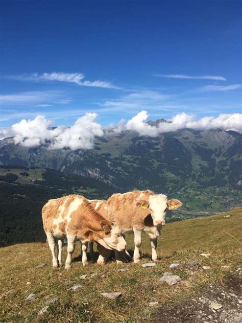 Hiking the Eiger Trail, Switzerland | Meet me at the Pyramid Stage