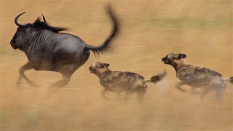 Wild Dogs Hunting: How There is Strength in Numbers - Extras - Life Story