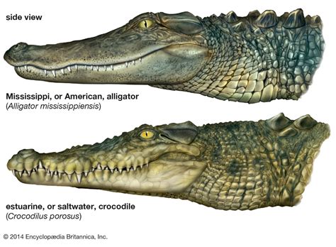 Difference Between Alligator And Crocodile: What’s The Difference In 2023?