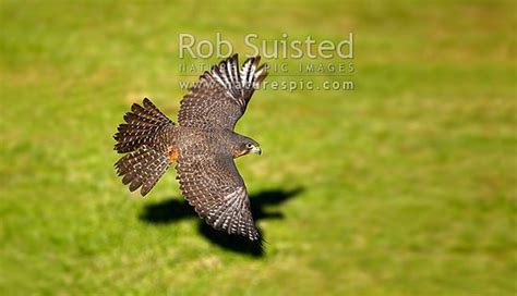 New Zealand Falcon flying close to ground(Falco novaeseelandiae ...