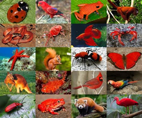 Find the Red Animals Quiz