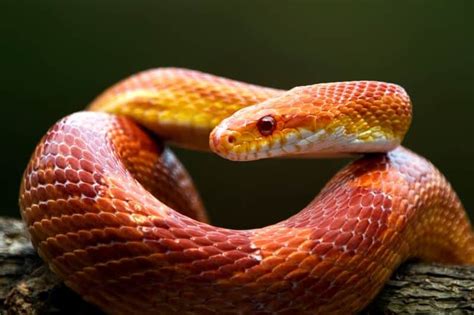 Corn Snake Humidity, Temperature, And Lighting Best, 57% OFF