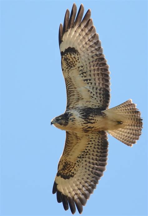 mick's Norfolk roost: Birds of Prey this week in the Dunes