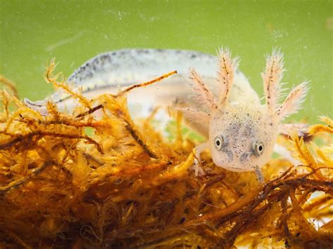 How Long Do Axolotl Eggs Need To Hatch? - axolotl-care