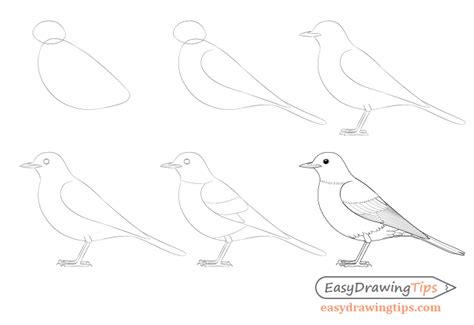 How To Draw A Bird Step By Step For Beginners - Bivona Sagen1999