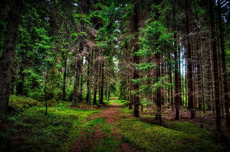 pine, Path, Forest, Tree Wallpapers HD / Desktop and Mobile Backgrounds