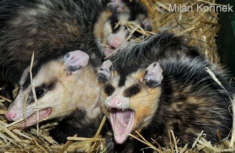 White eared opossum - Alchetron, The Free Social Encyclopedia