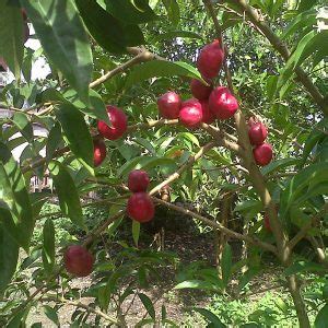 Buy Mahkota Dewa Fruit Plant Online | Greens Of Kerala