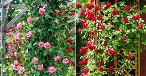 Taking Care of Gulab ka Phool | Rose Flowering Guide • India Gardening