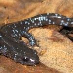 Blue Spotted Salamander: Facts, Characteristics, Habitat and More ...