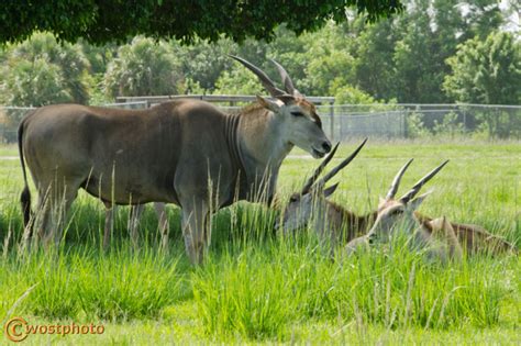 Lion Country Safari Animals