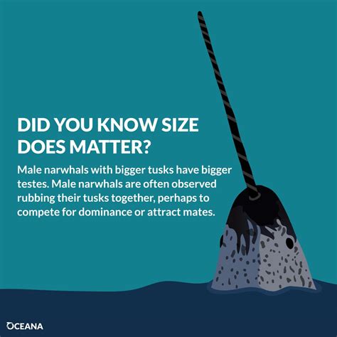 5 surprising narwhal facts for a chilly day | Oceana