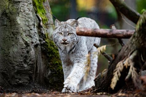 North Cascades wildlife threatened by climate change, shrinking ...