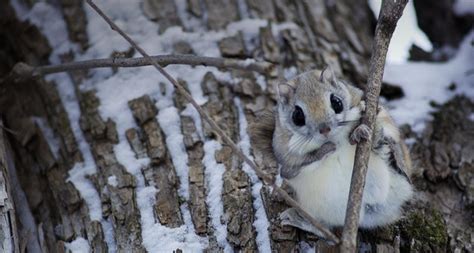 Japanese dwarf flying squirrel Pteromys momonga - Photorator