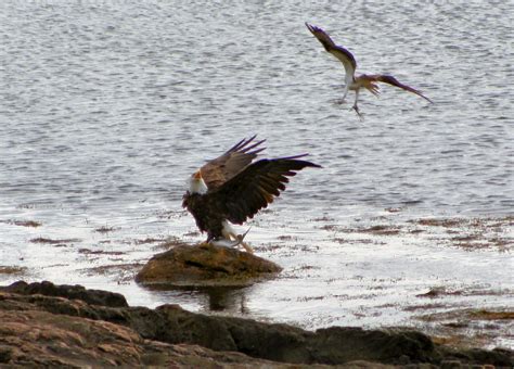 THE BACK STORY -: Fish Fight - Osprey And Eagle