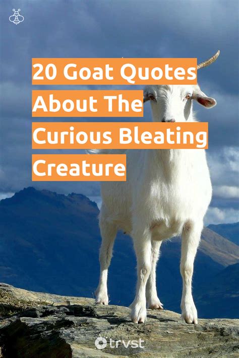 20 Goat Quotes About The Curious Bleating Creature | Goat quote, Goats ...