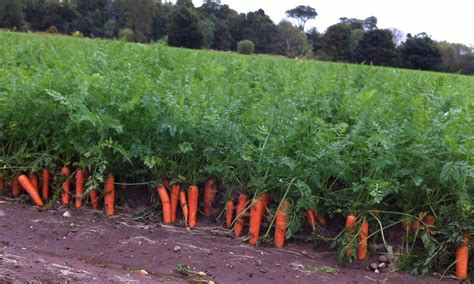 That'll be an easy harvest: Carrots appear to rise out of the ground ...