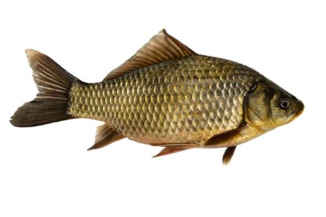 Crucian Carp - The Perfect Cyprinid? — WildArt Photographer of the Year