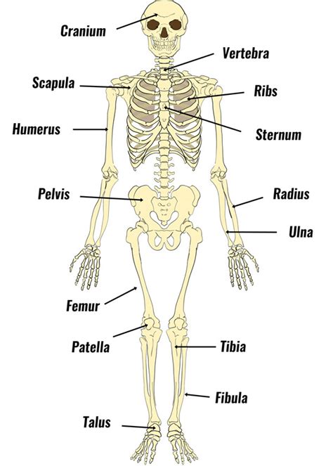 Skeleton Bones Labeled